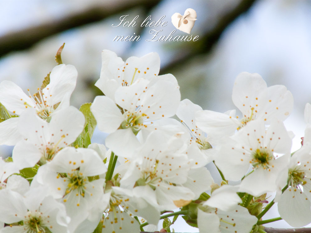 Apfelblüten im Frühling