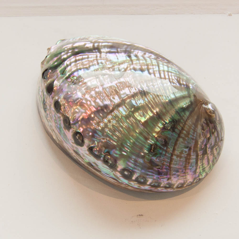 shop-muscheln-2