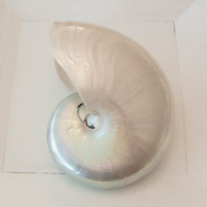 Nautilus Perlmutt Weiss Glanz