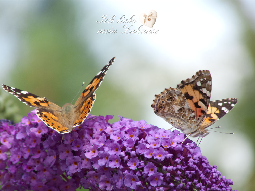 Blog - Schmetterlinge im Sommer