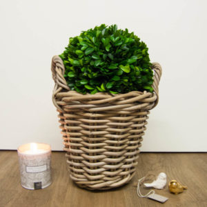 Rattankorb mit Buchsus