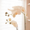 Lene Bjerre - Orchidee aus der Flora Collection