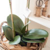 Lene Bjerre - Orchidee aus der Flora Collection