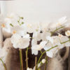 Lene Bjerre - Orchidee large aus der Flora Collection