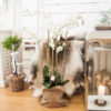 Lene Bjerre - Orchidee large aus der Flora Collection