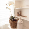 Lene Bjerre – Orchidee aus der Flora Collection Lene Bjerre - Orchidee aus der Flora Collection