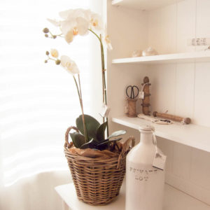 Lene Bjerre - Orchidee aus der Flora Collection