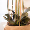Lene Bjerre - Orchidee large aus der Flora Collection