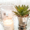 Lene Bjerre - Sukkulente aus der Flora Collection