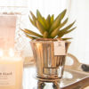 Lene Bjerre – Sukkulente aus der Flora Collection Lene Bjerre - Sukkulente aus der Flora Collection