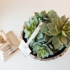 Lene Bjerre - Runde Sukkulente aus der Flora Collection